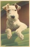 CPA Chien