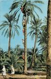 CPA Collection Artistique l'Afrique recoltes des Dattes