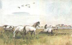 CPM Chevaux de Camargue 