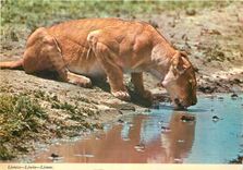 CPM Africa Lioness 