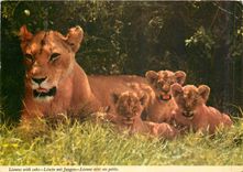 CPM Africa Lioness 