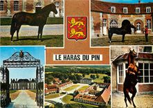 CPM Le Haras du Pin (Orne) Chevaux Lion