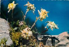 CPM Flore de Montagne Edelweiss Leontopodium Alpine