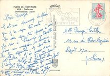 CPM Flore de Montagne Edelweiss Leontopodium Alpine