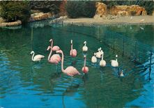 CPM Lyon Le Parc de la Tete d'Or Les Flamants Roses