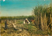 CPM Egypte Recolte de cannes a sucre