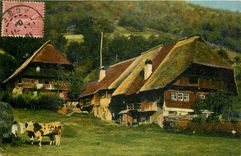CPA Vaches 