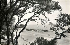 CPM Ile de Noirmoutier Vendee Echappee au bois  de la Chaize