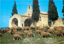 CPM Moutons devant la Chapelle St Sixte a Eygaliers 