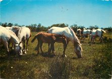 CPM La Camargue Monade de Chevaux 