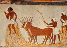 CPM Osen threshing the corn 