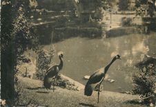 CPM Vichy Parc d'Allier Les Grues 