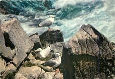 CPM Oiseaux de Bretagne Goelands argentes 