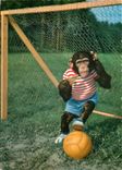 CPM Singe Chimpanze Football