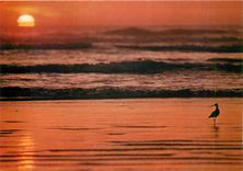 CPM Coucher de soleil Oiseau