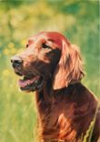 CPM Chien
