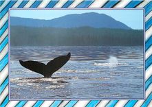 CPM Baleine 
