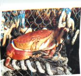CPM Les Homardiers de la Cote la Signature des Specialistes Criee de Loquiry de la Mer 