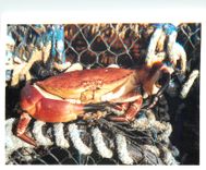 CPA Les Homardiers de la cote la Signature de Specialistes Criee de Loquivy de la Mer  Homard