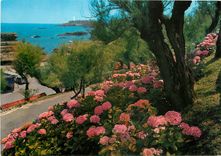 CPM Biarritz Les Hortensias Au fond le phare 