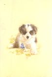 CPM Chien Papillon