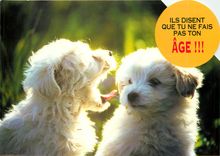 CPM Il disent que tu ne fais pas ton Age Chien
