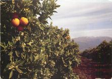 CPM Maroc infini Region de Beni Mellal Orangeraie
