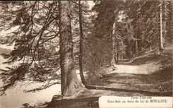 Jura-tourist Bonlieu- Underwood at the edge of the Lake-CPA