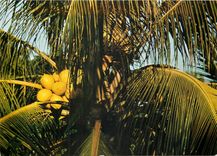 CPM Cocos d'Or 