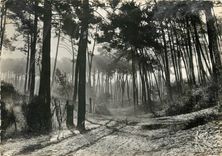 CPM Bassin d'Arcachon Gironde Matin d'Automne dans la foret 