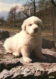 CPM Jeune Chien des Pyrenees Elevage de la Tour de Vidalos 