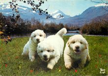 CPM Nos Belles Pyrenees Chien des Pyrenees 