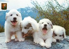 CPM Hautes Pyrenees Chiots des Pyrenees 
