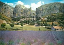 CPM Route de la Lavande Champ de Lavande a Moustiers Ste Marie 