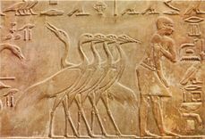 CPM Sakkara Ptah Hotep Mastaba Groupe merveilleux de grues 