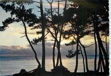 CPM Coucher de soleil a travers les pins 