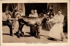 Chailley CPA Out of battery! (ass donkey)