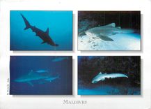 CPM Maldives Sharks Requins