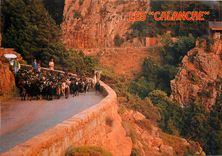 CPM Corse ile de Beaute Souvenir des calanche de Piana un troupeau transumant vers la montagne corse
