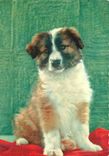 CPM Chien