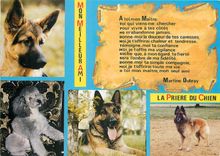 CPM La Priere du chien Berger allemand