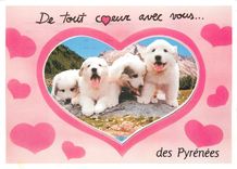 CPM Hautes Pyrenees Chilots des Pyrenees 