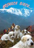CPM Chiens des Pyrenees 