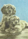 CPM Chiens