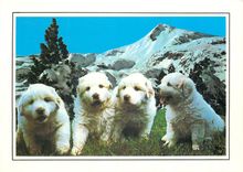 CPM Chien des Pyrenees 