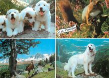 CPM Hautes Pyrenees Chiens des Pyrenees 