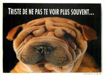 CPM Triste de ne pas te voir plus souvent 