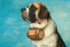 CPM Chien Saint Bernard