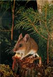 CPM Souris 