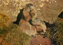CPM Marmottes 